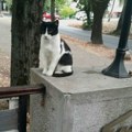 Mačak sa mosta „Ko to tamo peva“, u Vrnjačkoj Banji čuva uspomenu na Batu Stojkovića