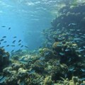 Svetski dan okeana: Četiri načina na koje klimatske promene utiču na naše okeane