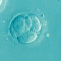 Ana u borbi za svoje embrione: Sudija po drugi put nalaže da se unište