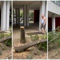 „Šta je razlog ovom bolesnom činu?“ Penzioner se pojavio s testerom ispred zgrade na Novom Beogradu i posekao drvo