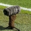 Bizarno: Derbi umalo prekinut zbog čudnog "upada" na teren, morali su brzo da intervenišu lokalci