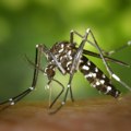 Apel Beograđanima da ne napadaju radnike koji će večeras suzbijati komarce