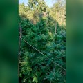 Niška policija pronašla marihuanu i plantažu kanabisa u okolini Prokuplja