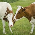 Tragedija u Hrvatskoj: Dalekovod pao na krave i ubio ih, vlasnik rizikovao život da spase ostale (foto)