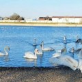 „Labudovo jezero“ mami posetioce: Jato gracioznih ptica i ovu zimu će prezimiti u Vršcu (foto)