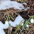 Visibabe procvetale u podnožju Suve planine kad im vreme nije! Botaničari objasnili otkud one početkom januara