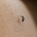 Letnji vodič za zaštitu: Šta treba da znate o ujedima komaraca i krpelja FOTO
