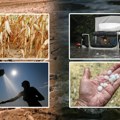 Jedan Srbin ima toliko kivija da mora da ga izvozi! "Ako se ovako nastavi gajićemo kinou i banane umesto pšenice": Klimatolog…