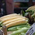 Produktna berza: Kukuruz i soja dominirali trgovanjem, ali cena niža, pšenica beleži blagi rast