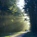 Slovenačka škola uvela terapiju šumom za đake i zaposlene