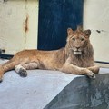 Direktorka Zoo vrta Palić odbacuje optužbe o pomoru životinja, opozicija je kritikuje