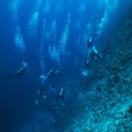 "Nije bilo izlaza": Rešena misterija smrti iskusnih ronilaca na Maldivima, optička iluzija ih odvukla pravo u zamku