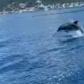 Predivan prizor u okolini Tivta! Delfin izronio iz mora i sve obradovao (VIDEO)