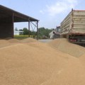 Pšenica stoji na lageru, bez izvoza nema povećanja cene