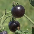 Crni paradajz – istog ukusa kao crveni i blagotvoran za zdravlje