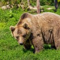 Medveda u Kupresu prepao automobil, a on prolaznike