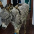 Zoo Planet prikuplja donacije za lečenje malog magarca