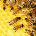 Od 1. maja pčelarima značajno manji troškovi