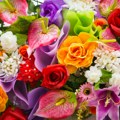 „Ko ne voli karanfile…“: Pazite kad nekom kupujete cveće – svako nosi neku poruku