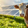 Nemačka: Nestlé započeo izgradnju agri-fotonaponske elektrane