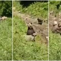 Hrabri psi i čobanin u borbi sa medvedom: Ovca na Durmitoru izvučena iz čeljusti smrti (VIDEO)