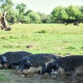 Veterinarska inspekcija preduzela mere nakon pronalaska uginulih svinja u Bogatiću