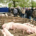 Prase do 450 din/kg: Skok otkupnih cena stoke širom Srbije, evo kakav je cenovnik po regionima
