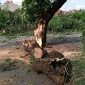 Prepolovljeno drvo palo na radnicu „Zlatnog traga“ i povredilo je