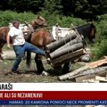 Samaraša je sve manje, a pola ljudi ne zna ni šta je to: Bratislav i njegov ljubimac idu tamo gde traktor ne može ni da…