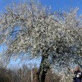 Procvetao behar kad mu vreme nije: U Smederevu migavac procvetao u februaru (foto)