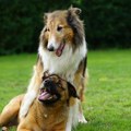 Masovno trovanje pasa u Nišu: Udruženje upozorava i roditelje da budu oprezni