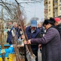 Radoslav Godić proizvodi evodiju: Medonosno drvo sadi se do kraja marta (foto)