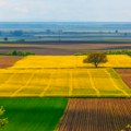 Uzgajanje ovih biljaka vam može doneti pravo bogatstvo! Godišnja zarada ide i do 20.000 evra, ali kod nas nema mnogo…