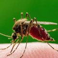 Opasni tigrasti komarci stežu obruč oko Srbije!? Izazivaju infekciju čiji ishod može biti fatalan!
