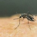 Svjetska zdravstvena organizacija upozorava na širenje virusa čikungunje