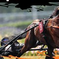 Konjički sport: za Ilindan trke u Selevcu