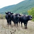 Opstanak bivolica na našim prostorima