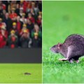 (Foto, video) neočekivani gost na terenu Pacov nakratko prekinuo meč Velsa i Belgije