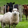 Novi talas poskupljenja na stočnim pijacama: Evo gde je najjeftiniji kilogram žive vage