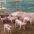 Pojačan veterinarski nadzor u Kolubarskom okrugu zbog afričke kuge svinja
