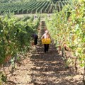 Velike promene u vinskom svetu: Francuska i Italija izgubile primat u trci za najbolje vinske regije, bivša jugoslovenska…