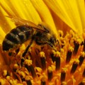 Pčela može sama da se izbori sa vrućinama, ali postoji način da joj čovek u tome pomogne(AUDIO)
