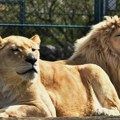 Ljudski glas strašniji životinjama od rike lavova /video/