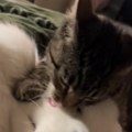Snimak koji će vam ulepšati dan Ovakvu ljubav psa i mačke još niste videli (video)