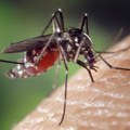 Nov pristup u zaustavljanju malarije – izlečiti komarce