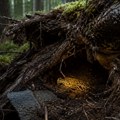 Ispod oborenog drveta u šumi pronašao predmet star 1.500 godina: Jedan detalj na njemu otkrio je veliku tajnu moćnika iz VI…