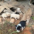 "Nada za pse": Grupa Lozničana udružila se u ljubavi prema napuštenim životinjama (foto)