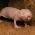 Goli slepi pacovi su veoma neobični: Kraljica mirisom održava svoju koloniju neplodnom