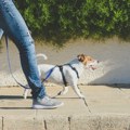 Veterinari savetuju: Test od sedam sekundi otkriva da li je asfalt prevruć za pseće šape