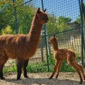 „Zoo kutak“ u Kamenici ima novog stanovnika, iznenadila ih preslatka „beba“ alpaka